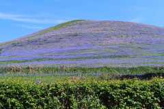 Cam-Peak-bluebells