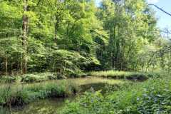 Woods near Sheepscombe